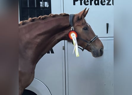Hannoveraner, Wallach, 8 Jahre, 183 cm, Fuchs