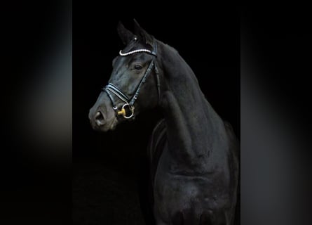 Hannoveraner, Wallach, 8 Jahre, Rappe