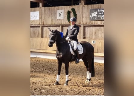 Hannoveraner, Wallach, 9 Jahre, 165 cm, Rappe