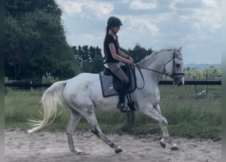 Hannoveraner, Wallach, 9 Jahre, 165 cm, Schimmel