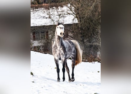 Hannoveraner, Wallach, 9 Jahre, 165 cm, Schimmel