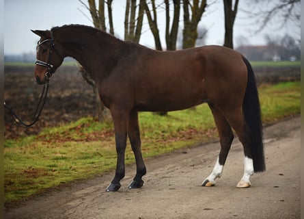 Hannoveraner, Wallach, 9 Jahre, 167 cm, Brauner