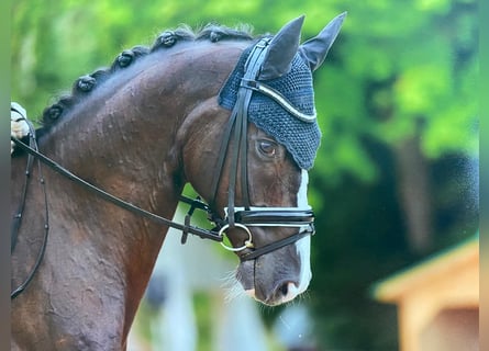 Hannoveraner, Wallach, 9 Jahre, 168 cm, Rappe