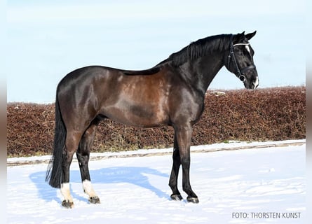 Hannoveraner, Wallach, 9 Jahre, 168 cm, Rappe