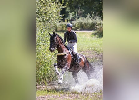Hannoveraner, Wallach, 9 Jahre, 168 cm, Rappe