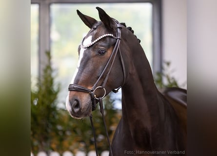 Hannoveraner, Wallach, 9 Jahre, 168 cm, Schwarzbrauner