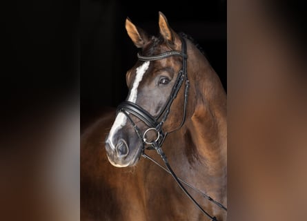 Hannoveraner, Wallach, 9 Jahre, 169 cm, Rappe