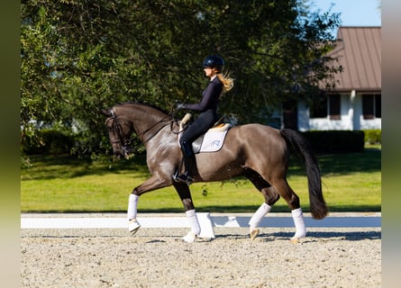 Hannoveraner, Wallach, 9 Jahre, 170 cm, Brauner