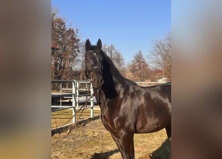 Hannoveraner, Wallach, 9 Jahre, 170 cm, Schwarzbrauner