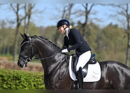 Hannoveraner, Wallach, 9 Jahre, 171 cm, Rappe