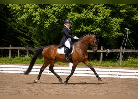 Hannoveraner, Wallach, 9 Jahre, 172 cm, Dunkelbrauner