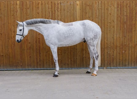 Hannoveraner, Wallach, 9 Jahre, 172 cm, Schimmel