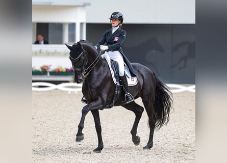 Hannoveraner, Wallach, 9 Jahre, 173 cm