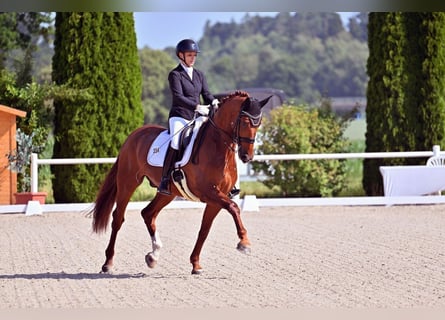 Hannoveraner, Wallach, 9 Jahre, 173 cm, Fuchs