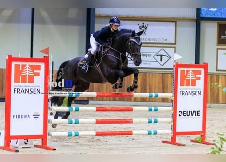 Hannoveraner, Wallach, 9 Jahre, 173 cm, Rappe