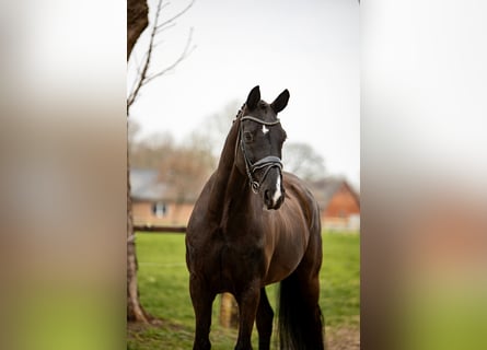 Hannoveraner, Wallach, 9 Jahre, 174 cm