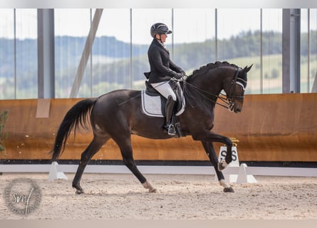 Hannoveraner, Wallach, 9 Jahre, 174 cm, Schwarzbrauner