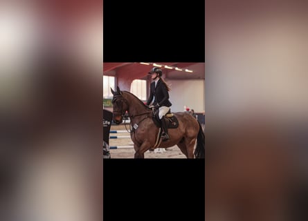 Hannoveraner, Wallach, 9 Jahre, 175 cm, Schwarzbrauner