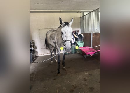 Hannoveraner, Wallach, 9 Jahre, 176 cm, Apfelschimmel