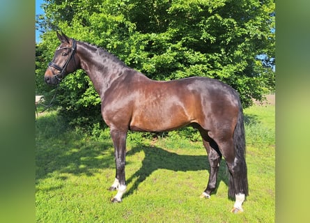 Hannoveraner, Wallach, 9 Jahre, 178 cm, Dunkelbrauner