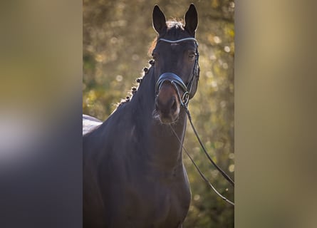 Hannoveraner, Wallach, 9 Jahre, 181 cm, Schwarzbrauner