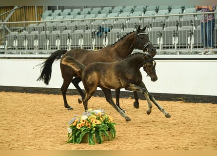 Hannoveraner, Wallach, Fohlen (05/2025), 173 cm, Rappe