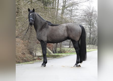 Hannoveriano, Caballo castrado, 10 años, 167 cm, Negro