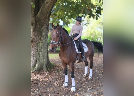 Hannoveriano, Caballo castrado, 10 años, 168 cm, Castaño