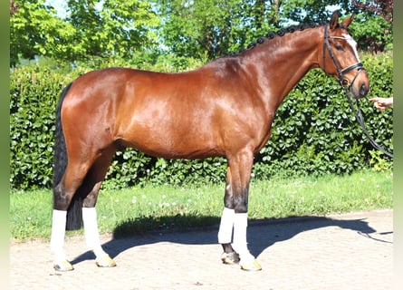 Hannoveriano, Caballo castrado, 10 años, 168 cm, Castaño