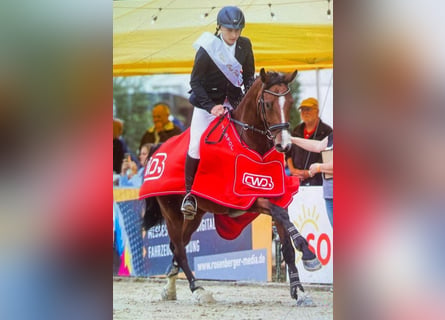 Hannoveriano, Caballo castrado, 10 años, 170 cm, Castaño