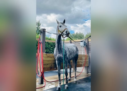 Hannoveriano, Caballo castrado, 10 años, 170 cm, Tordo