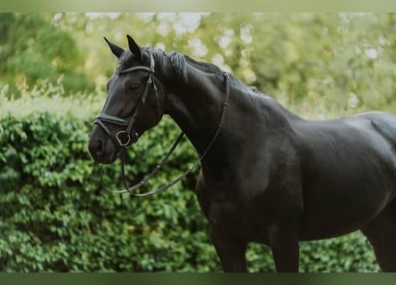 Hannoveriano, Caballo castrado, 10 años, 171 cm, Negro