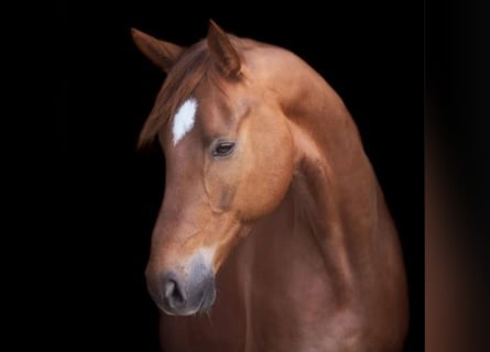 Hannoveriano, Caballo castrado, 10 años, 172 cm, Alazán