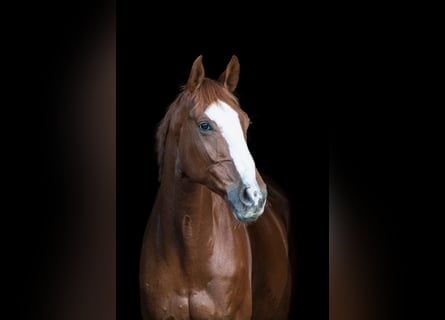 Hannoveriano, Caballo castrado, 10 años, 172 cm, Alazán