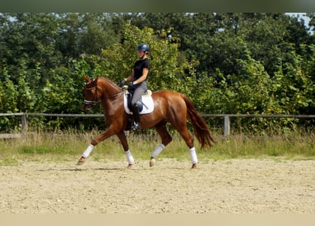 Hannoveriano, Caballo castrado, 10 años, 174 cm, Alazán