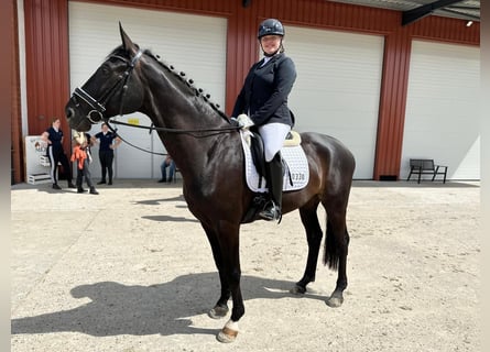 Hannoveriano, Caballo castrado, 10 años, 175 cm, Morcillo