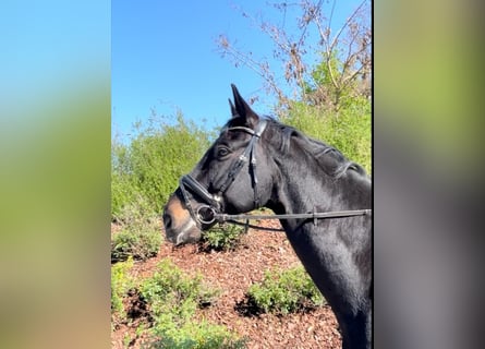 Hannoveriano, Caballo castrado, 10 años, 175 cm, Negro
