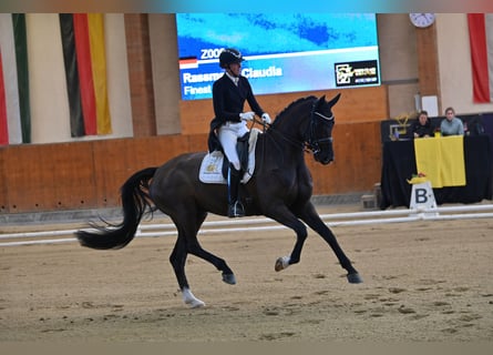 Hannoveriano, Caballo castrado, 10 años, 175 cm, Negro
