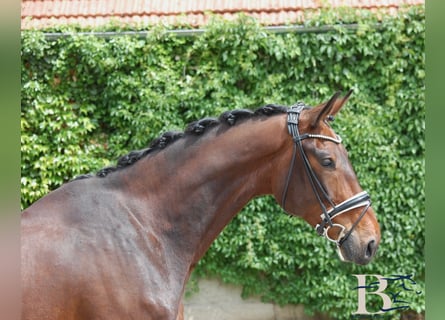 Hannoveriano, Caballo castrado, 10 años, 176 cm, Castaño