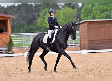 Hannoveriano, Caballo castrado, 10 años