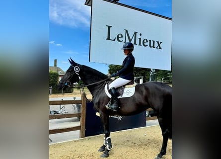 Hannoveriano, Caballo castrado, 10 años, Negro