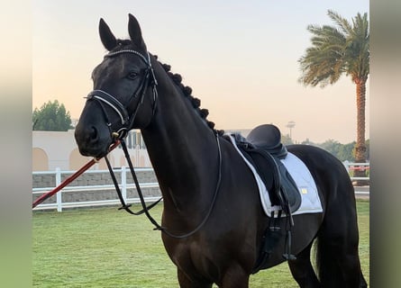 Hannoveriano, Caballo castrado, 10 años, Negro