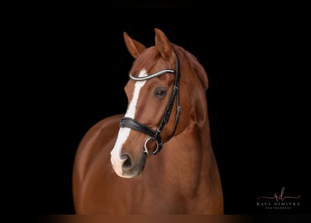 Hannoveriano, Caballo castrado, 11 años, 163 cm, Alazán