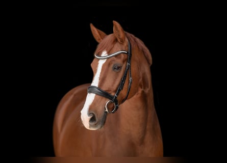 Hannoveriano, Caballo castrado, 11 años, 163 cm, Alazán