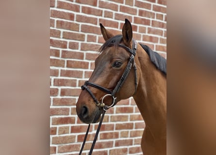 Hannoveriano, Caballo castrado, 11 años, 164 cm, Castaño