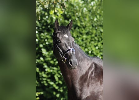 Hannoveriano, Caballo castrado, 11 años, 165 cm, Negro