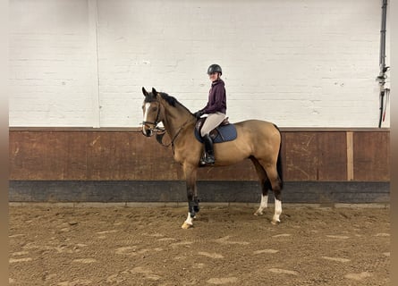 Hannoveriano, Caballo castrado, 11 años, 170 cm, Castaño