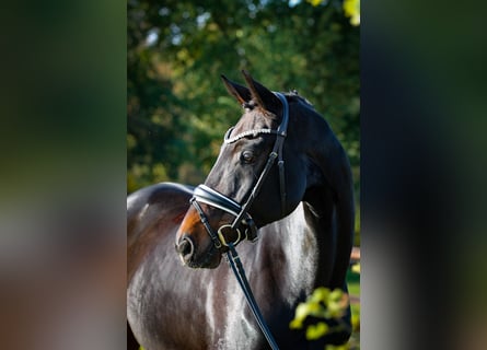 Hannoveriano, Caballo castrado, 11 años, 172 cm, Morcillo