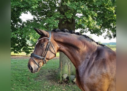 Hannoveriano, Caballo castrado, 11 años, 175 cm, Castaño oscuro