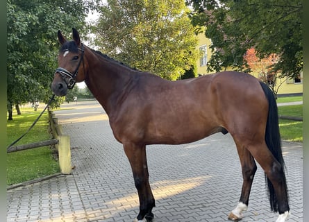 Hannoveriano, Caballo castrado, 11 años, 178 cm, Castaño